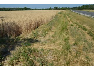 Property photo 36 - 108 +/- Acres Offered in 2 Tracts - Land Auction
